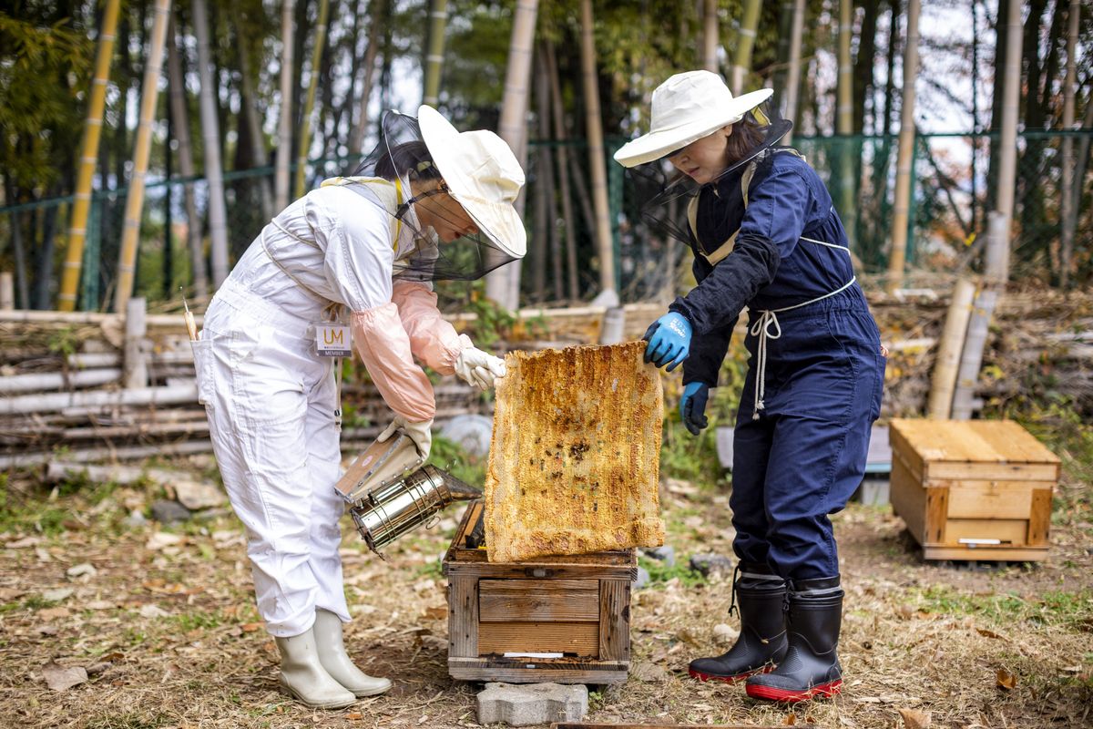 日本で開催された、ゲランによる女性養蜂家を育てる「ウーマン・フォー・ビー」プログラム