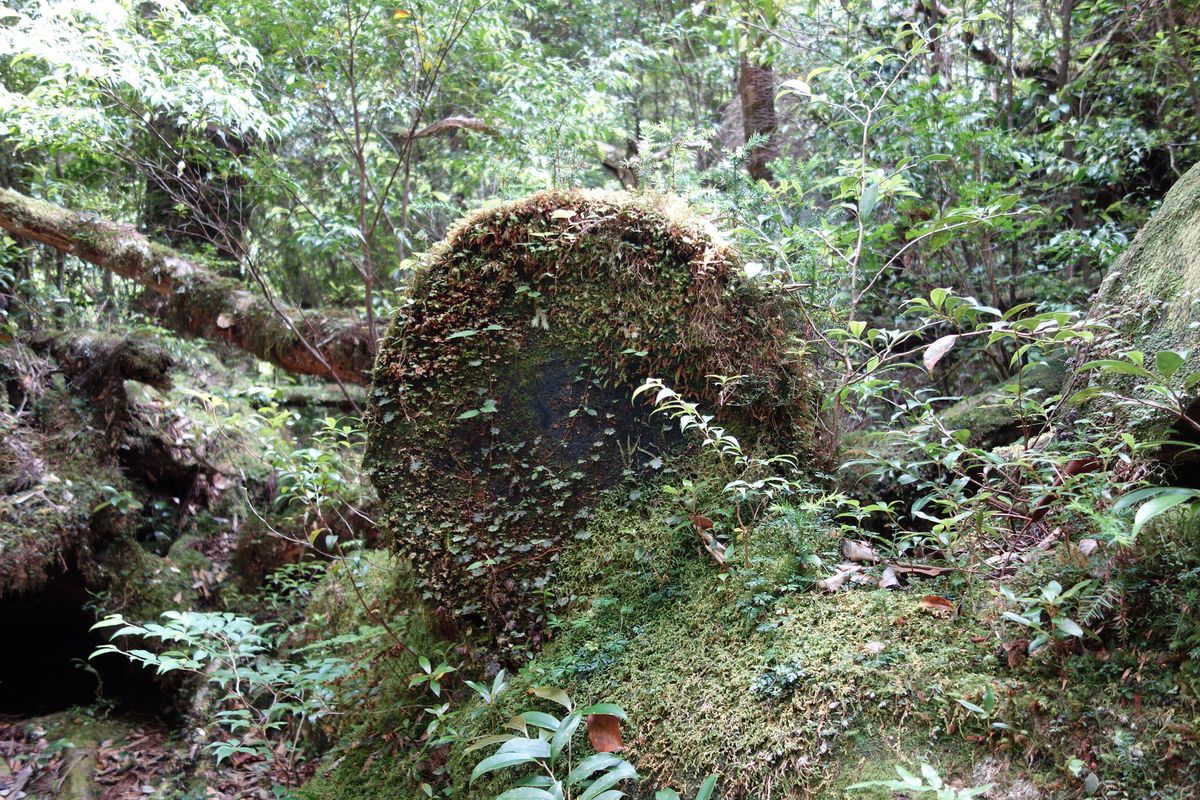 土埋木(どまいぼく)