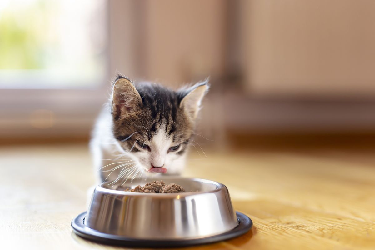 フードを食べる猫