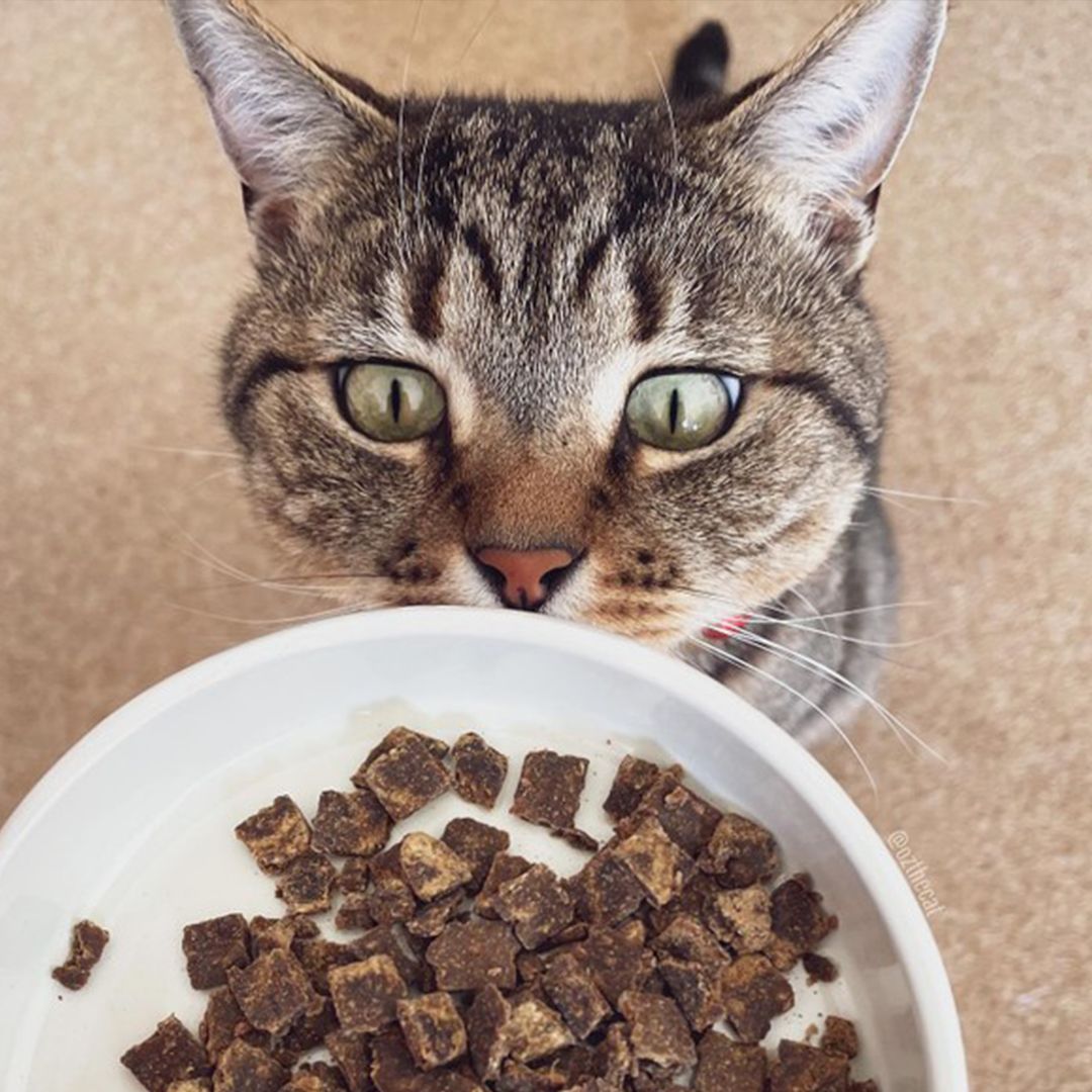 フードを覗き込む猫