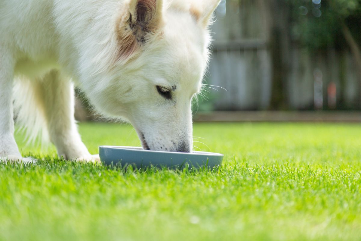 犬がフードを食べる様子