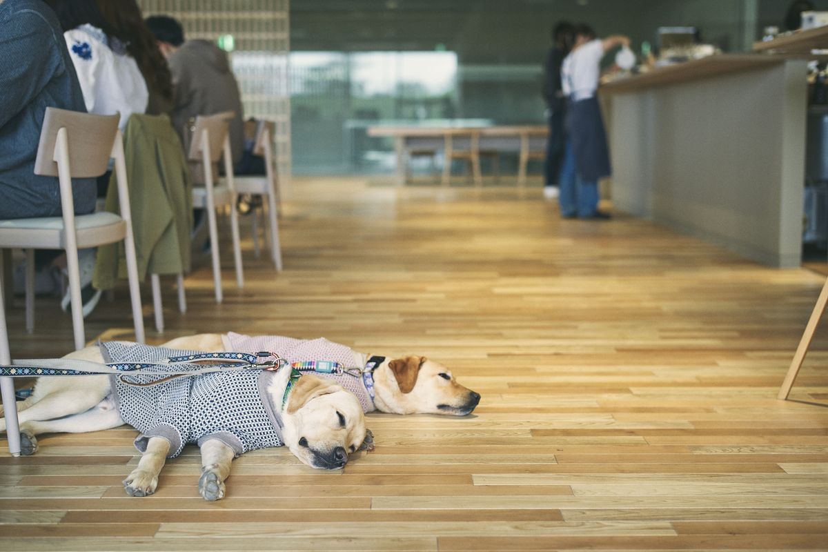 SHIRO「みんなの工場」内の「SHIRO CAFE」の床と犬