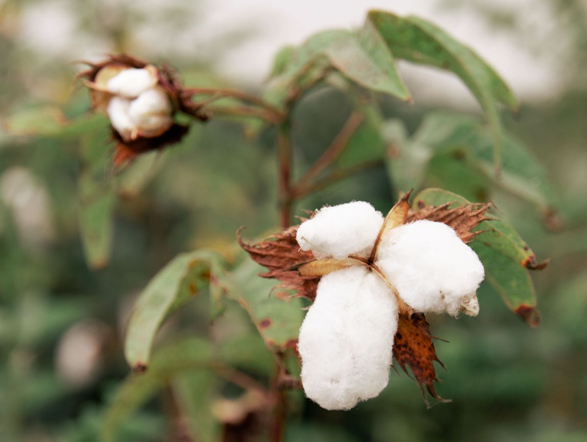 オーガニックコットン