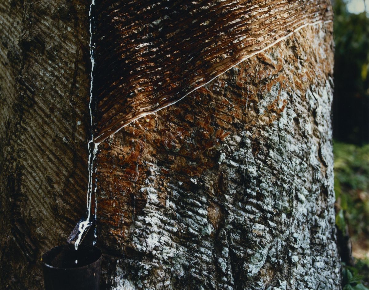 サステナブルなスニーカーブランド「VEJA」で使用する天然ゴム