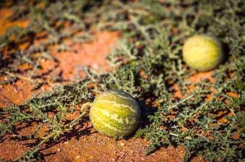 カラハリメロン