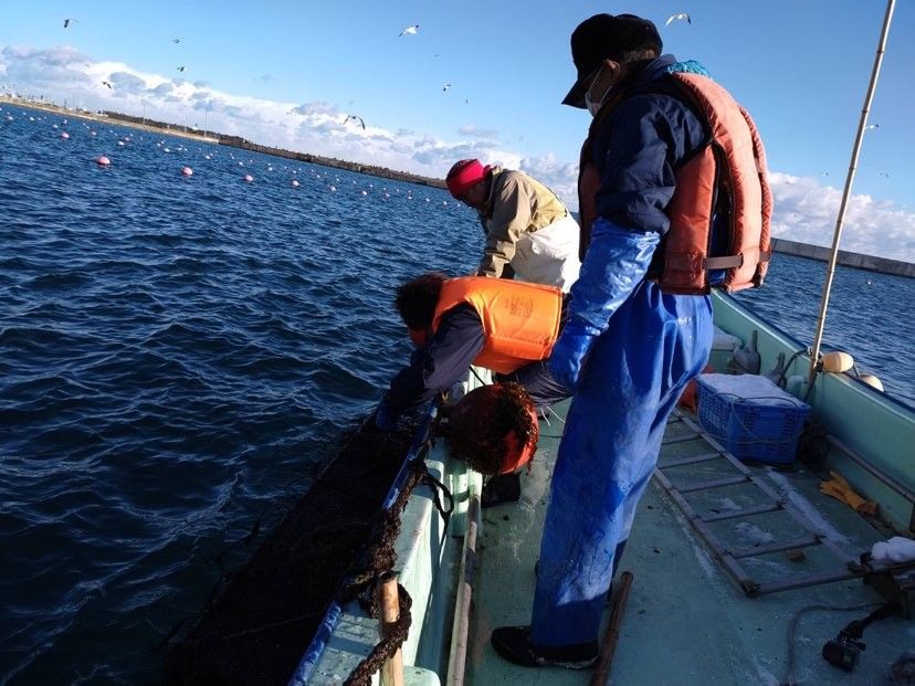 うに養殖作業