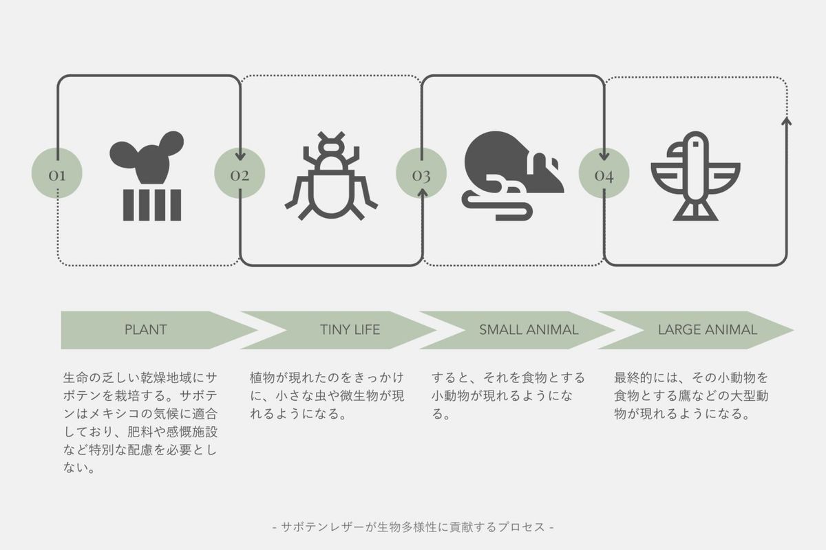 サボテンレザーが生物多様性に貢献するプロセス