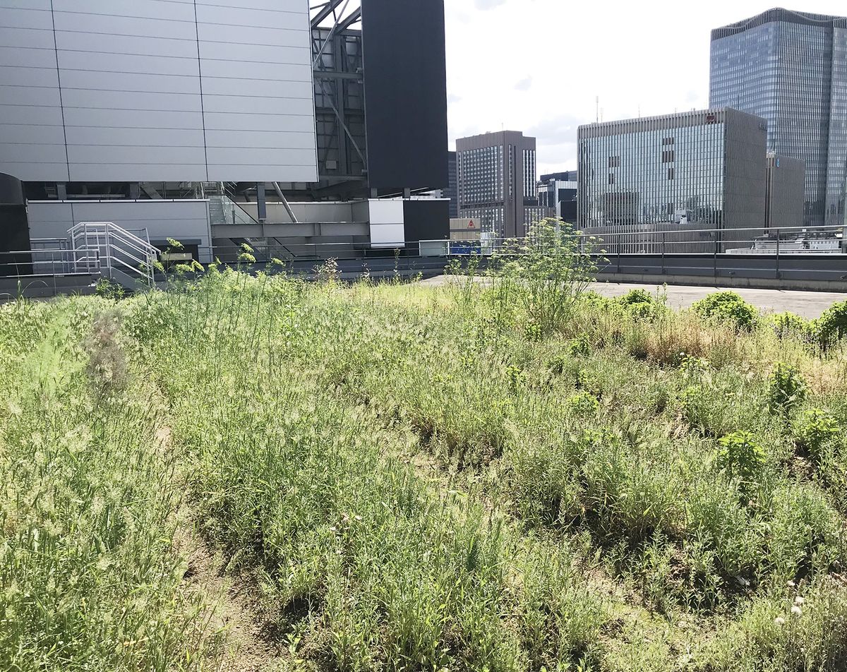 銀座ルーフガーデンの様子