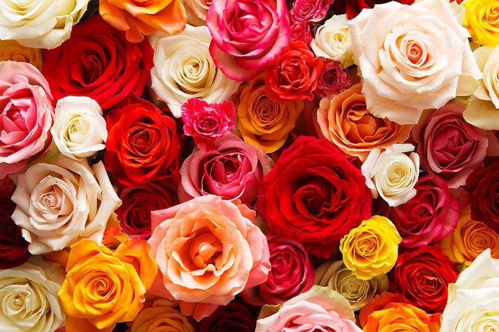 色とりどりのバラ