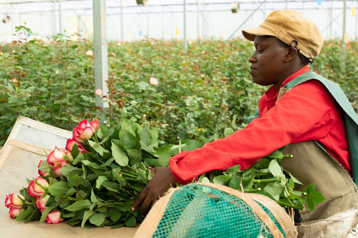 バラを栽培するケニアの人