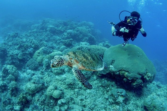 ウミガメとダイバー