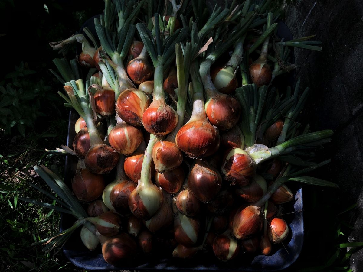 収穫したばかりの野菜たち