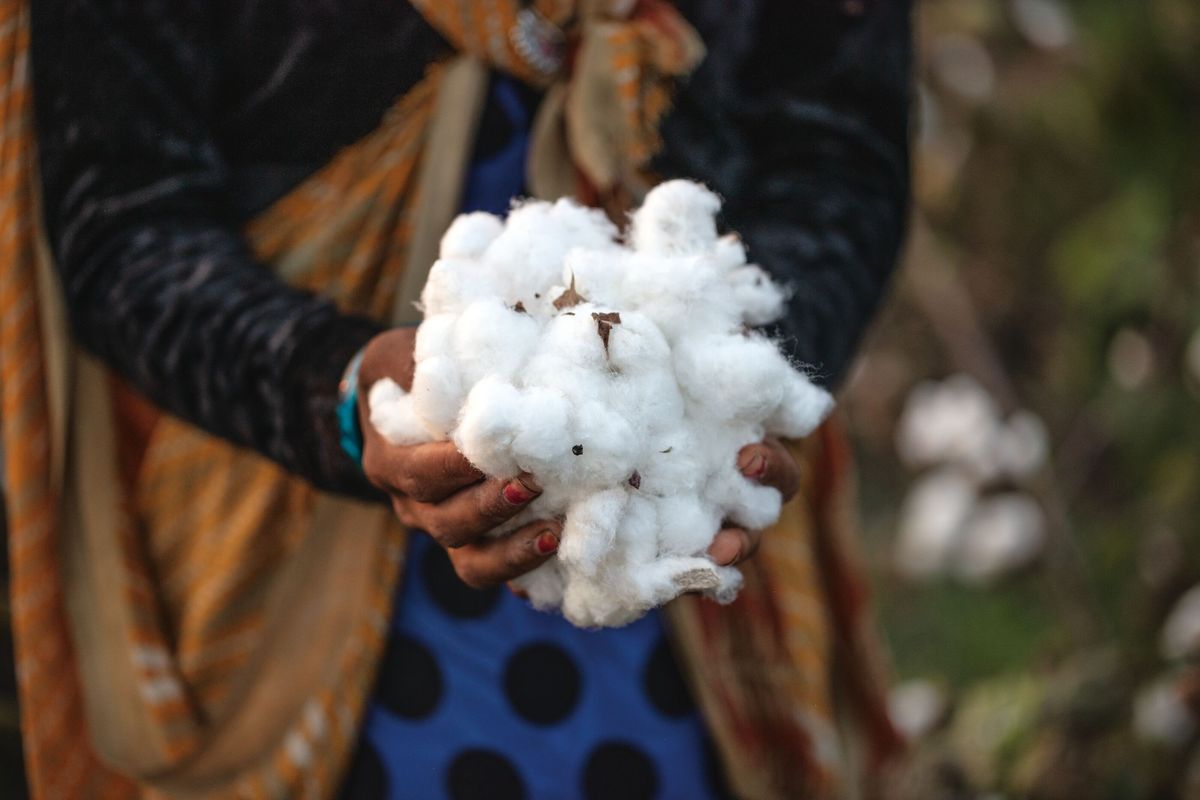 採集したコットン