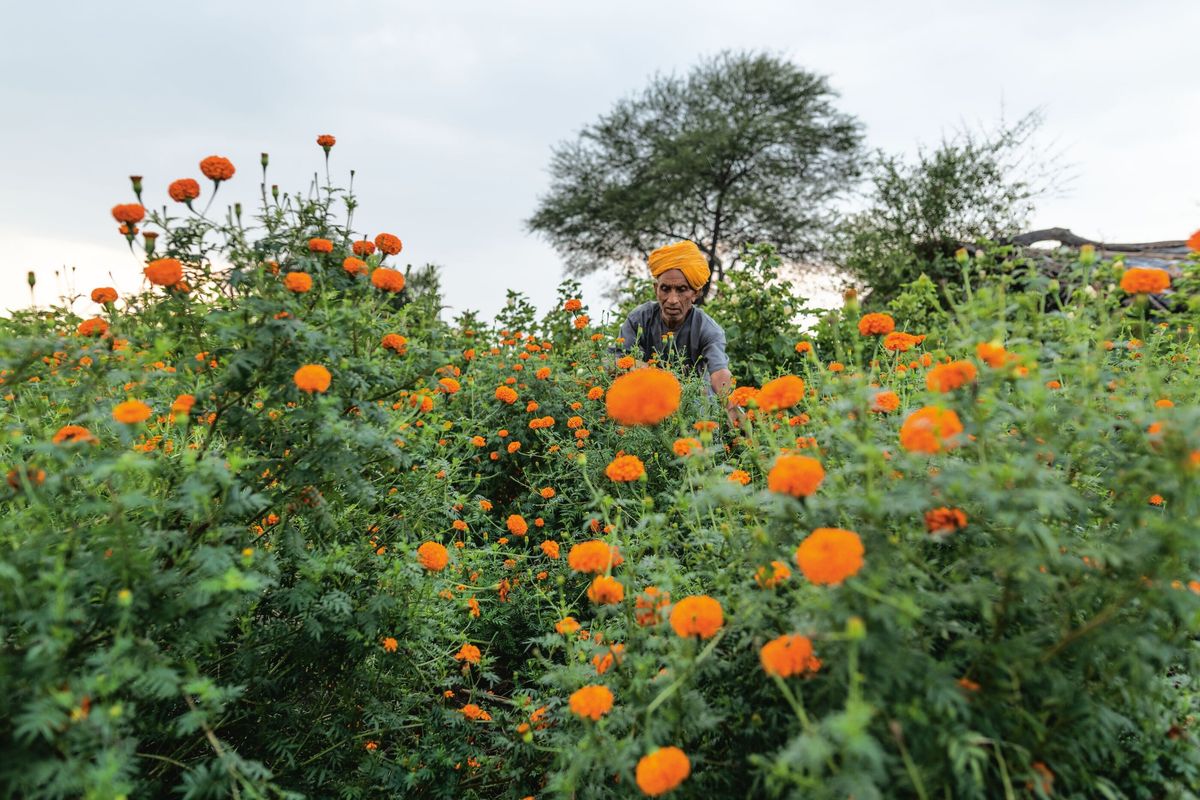 農場に咲くマリーゴールド