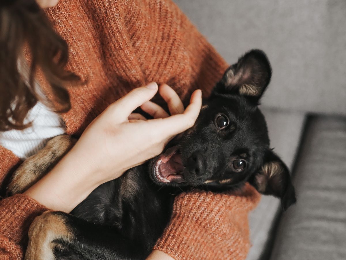 人の腕に抱かれる犬