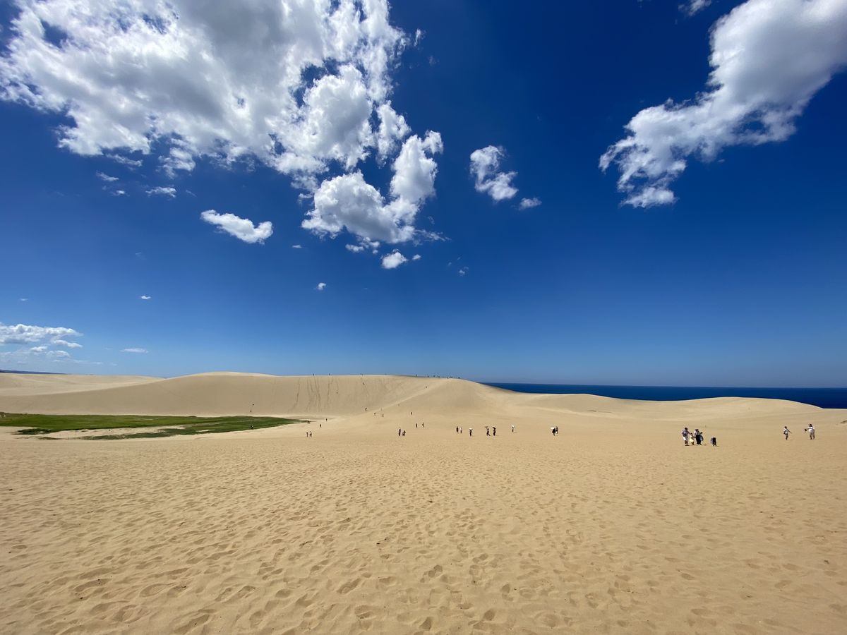 草原化・緑化している鳥取砂丘