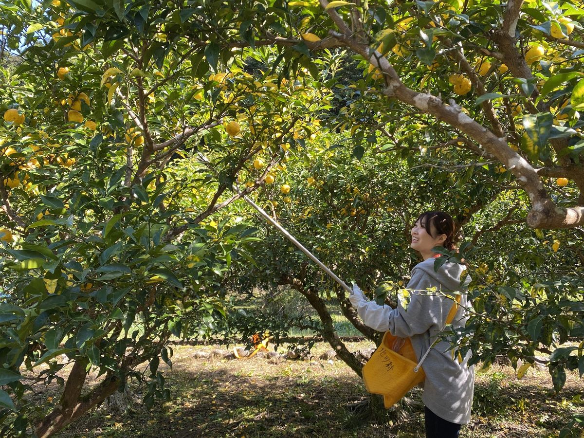 ゆずの収穫支援