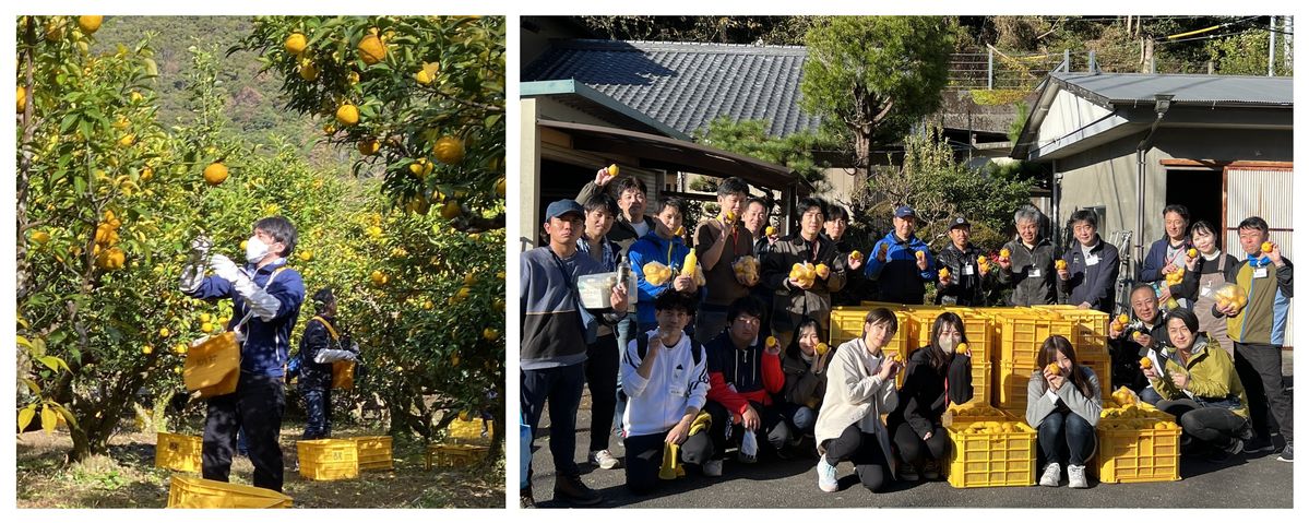 ゆず収穫サポートの様子