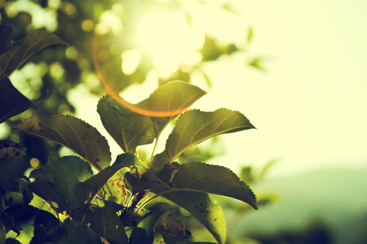 太陽光を浴びる植物