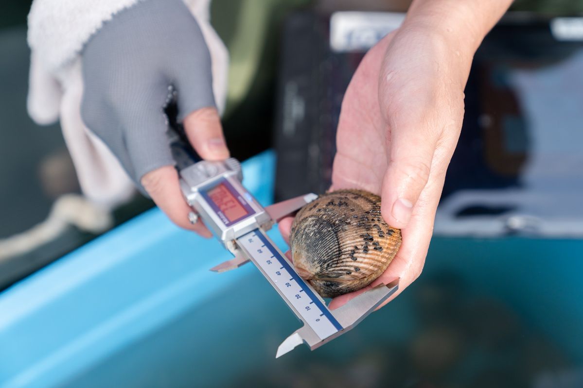 KDDIのスマート漁業