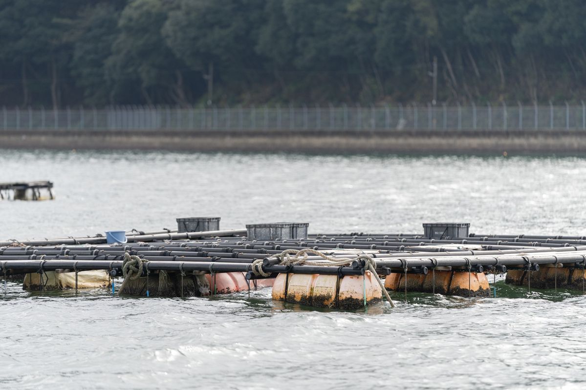 KDDIのスマート漁業