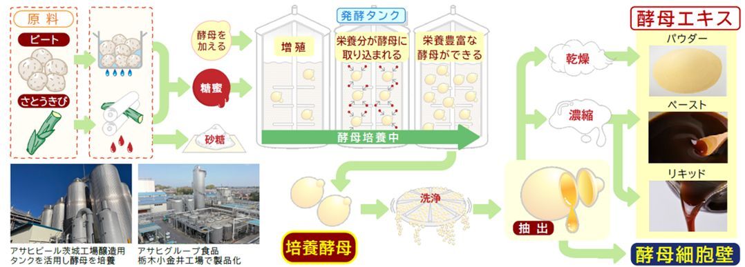 【参考】培養酵母由来の酵母エキス製造工程