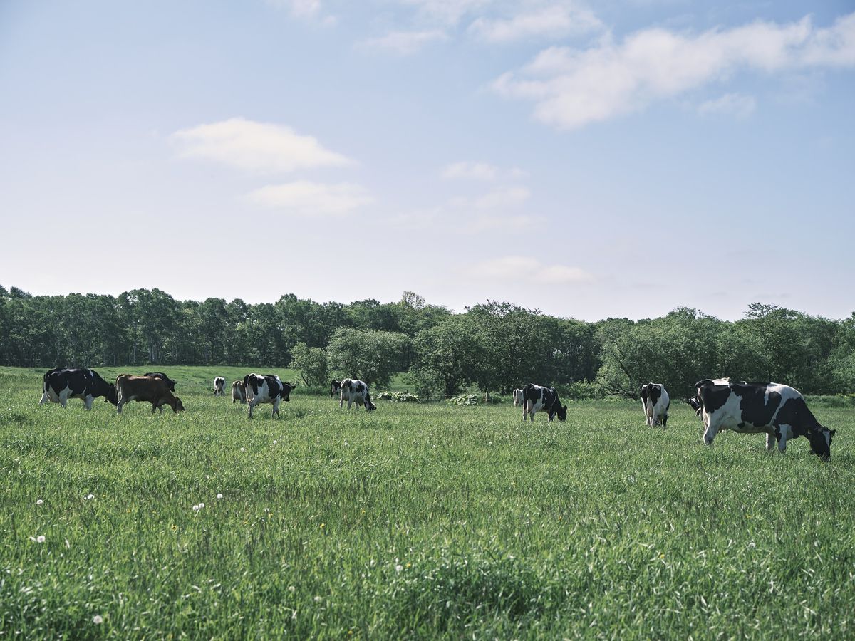 カネカの「ピュアナチュール™ オーガニックヨーグルトの別海ウェルネスファーム