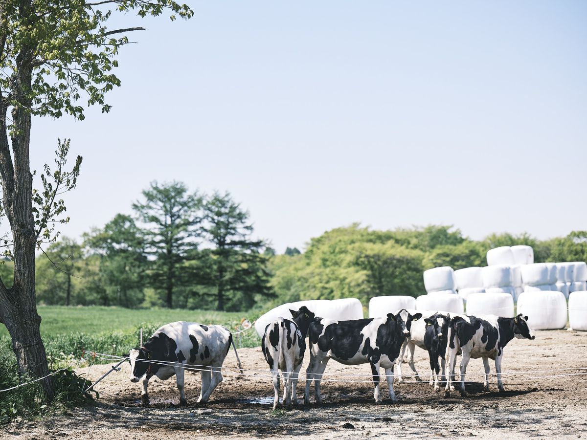 カネカの「ピュアナチュール™ オーガニックヨーグルトの別海ウェルネスファーム