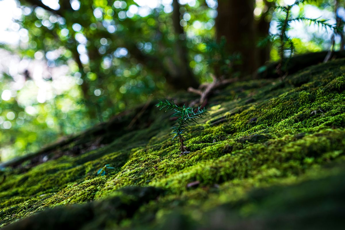 苔むした森