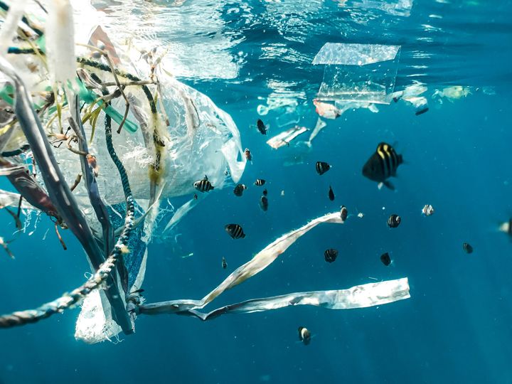 海プラスチックごみ問題とは 海洋環境や生態系への影響と解決に向けた取り組み | ELEMINIST（エレミニスト）