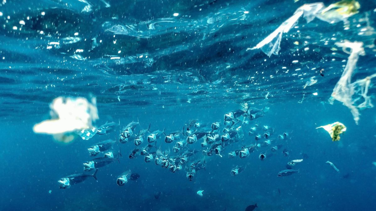 海 プラスチック ごみ問題 生態系