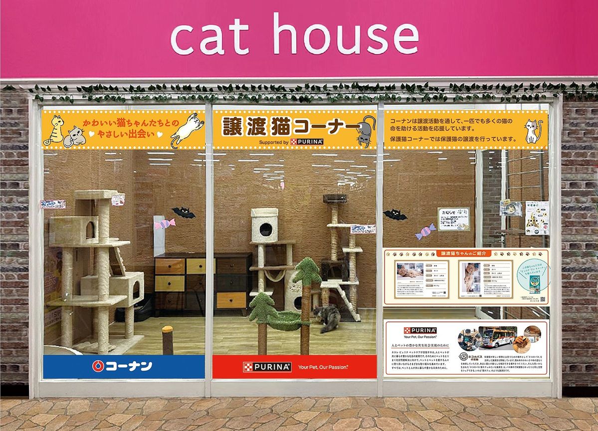 譲渡猫コーナー