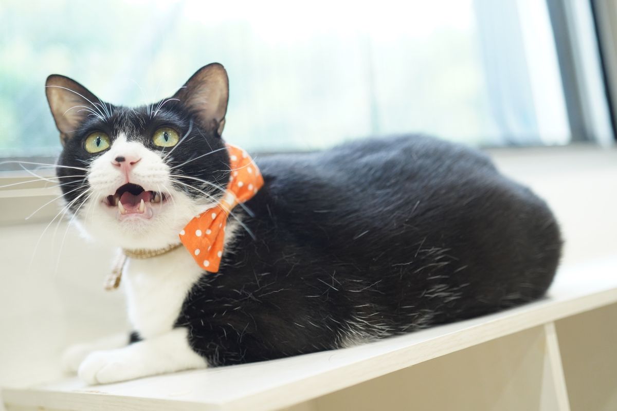 成猫