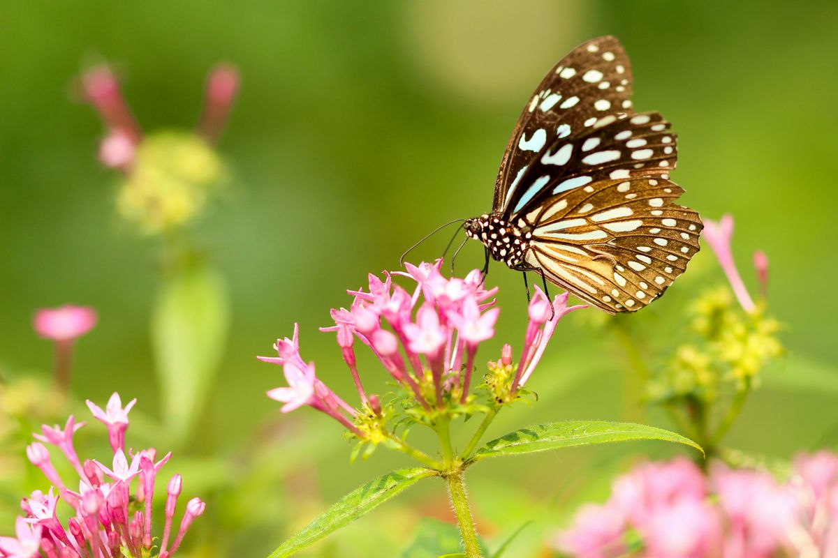 花にとまる蝶