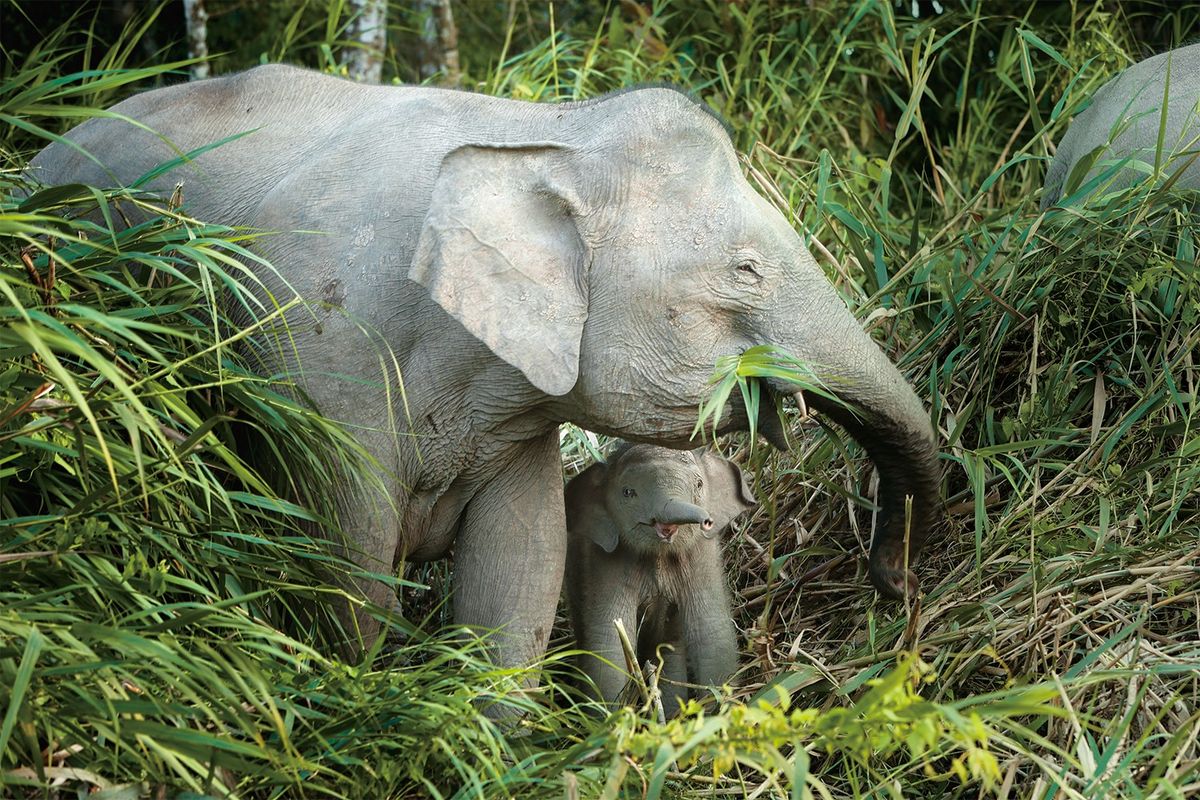 ボルネオ島の象