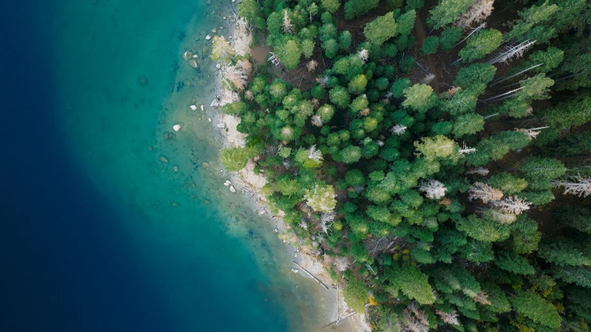上空から見た海岸と森