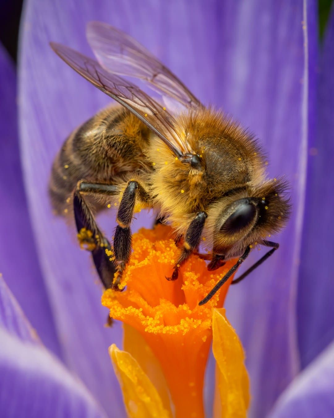 花にとまるミツバチ