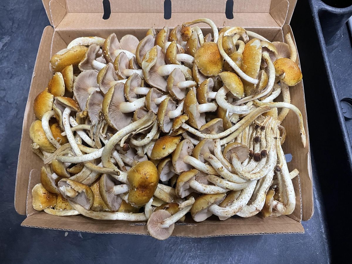 チェスナッツマッシュルーム