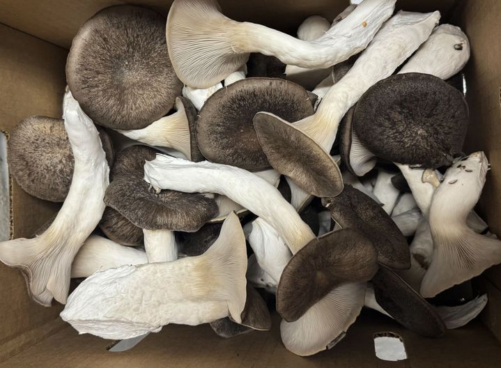 ポール・スタメッツ 著「食用及び薬用きのこの栽培法」Mushrooms ポール・スタメッツ 著「食用及び薬用きのこの栽培法」Mushrooms