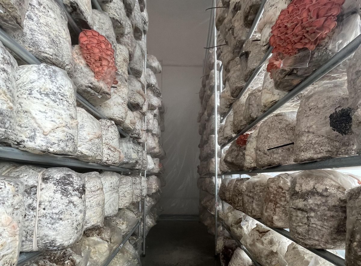 室内農場に並ぶ菌床