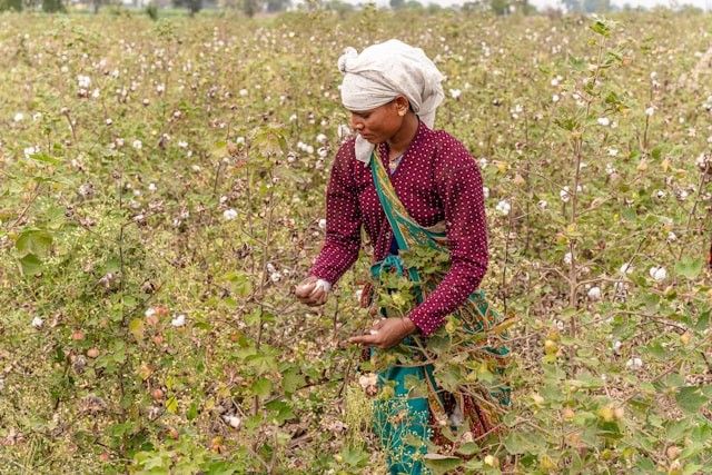 綿花畑で収穫する人
