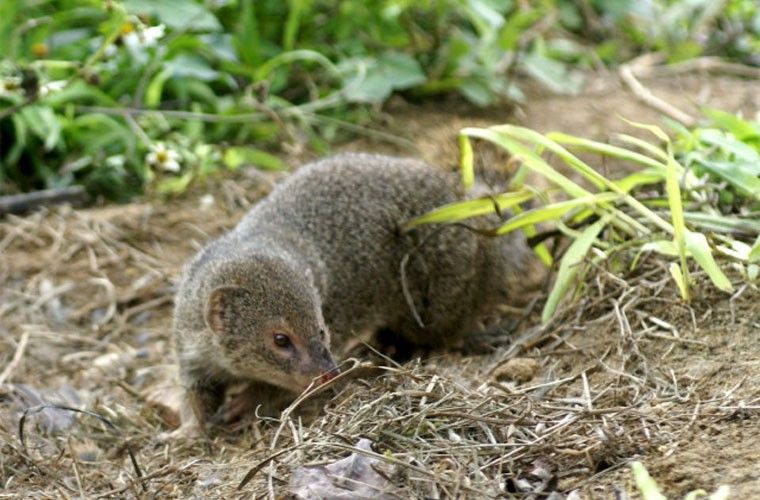 マングースの画像