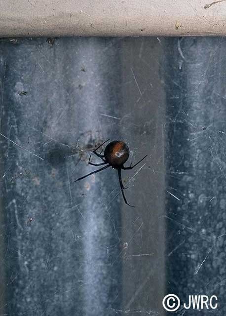 セアカゴケグモ