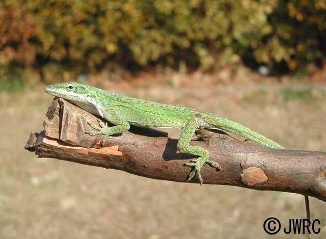 グリーンアノールの画像