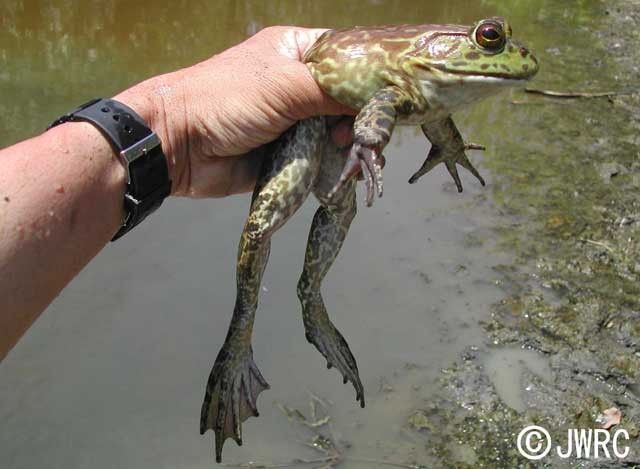 ウシガエル（アカガエル）の画像