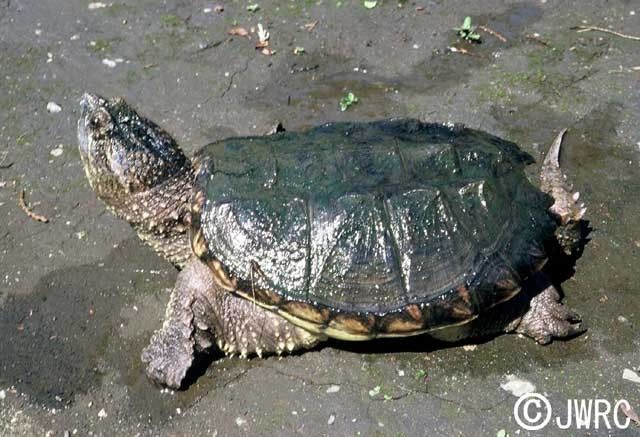 カミツキガメの画像