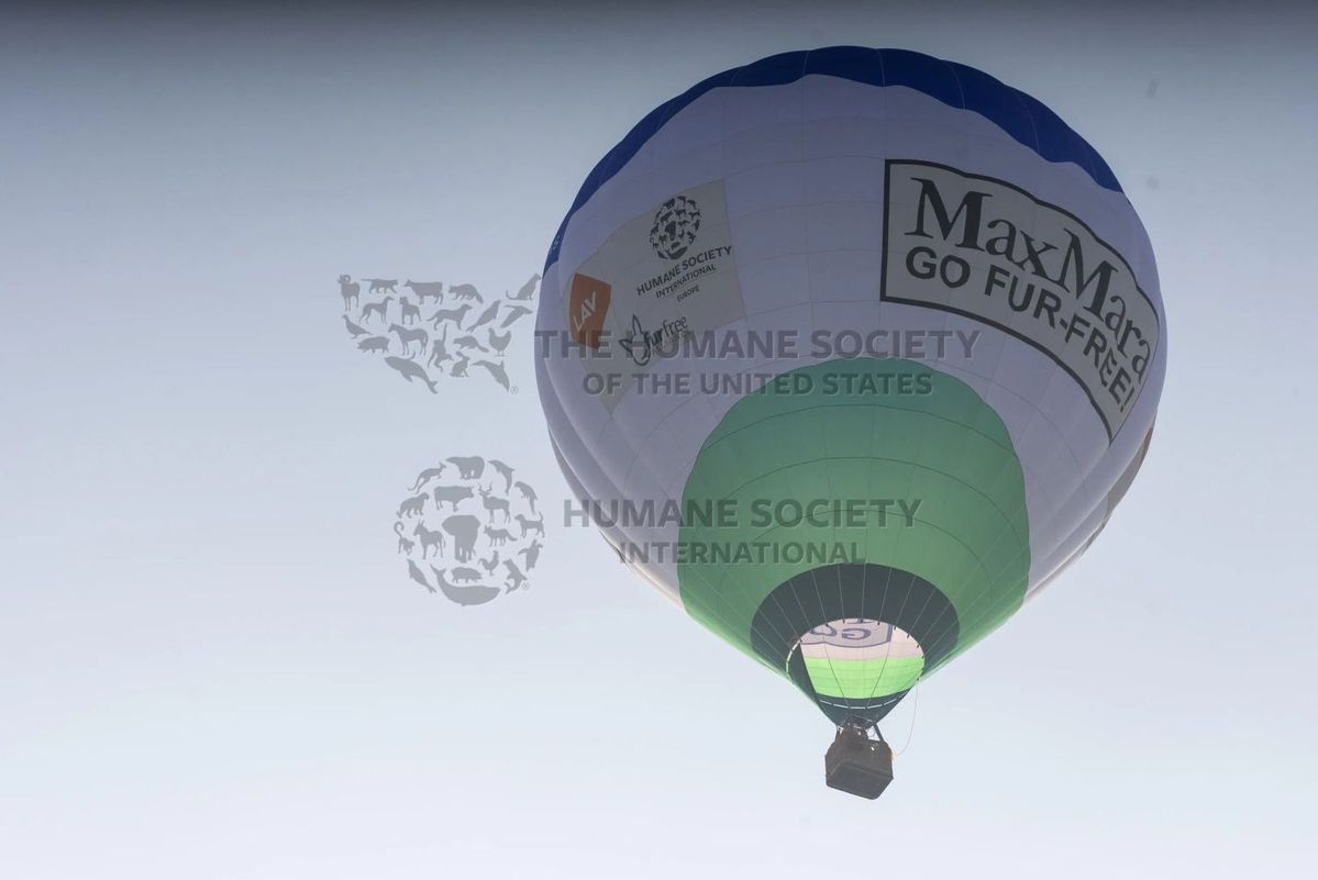 マックスマーラにファーフリーを求めるキャンペーンであげられた気球