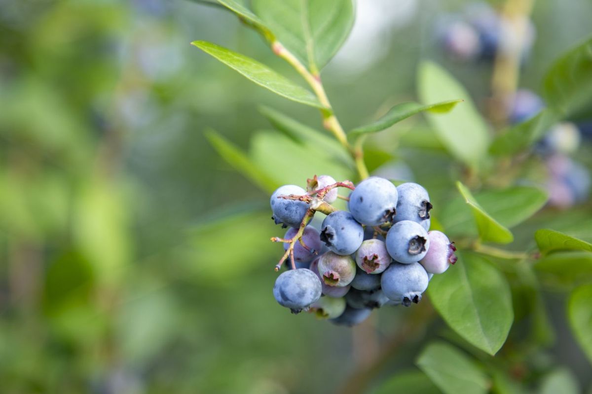 さがみこベリーガーデン