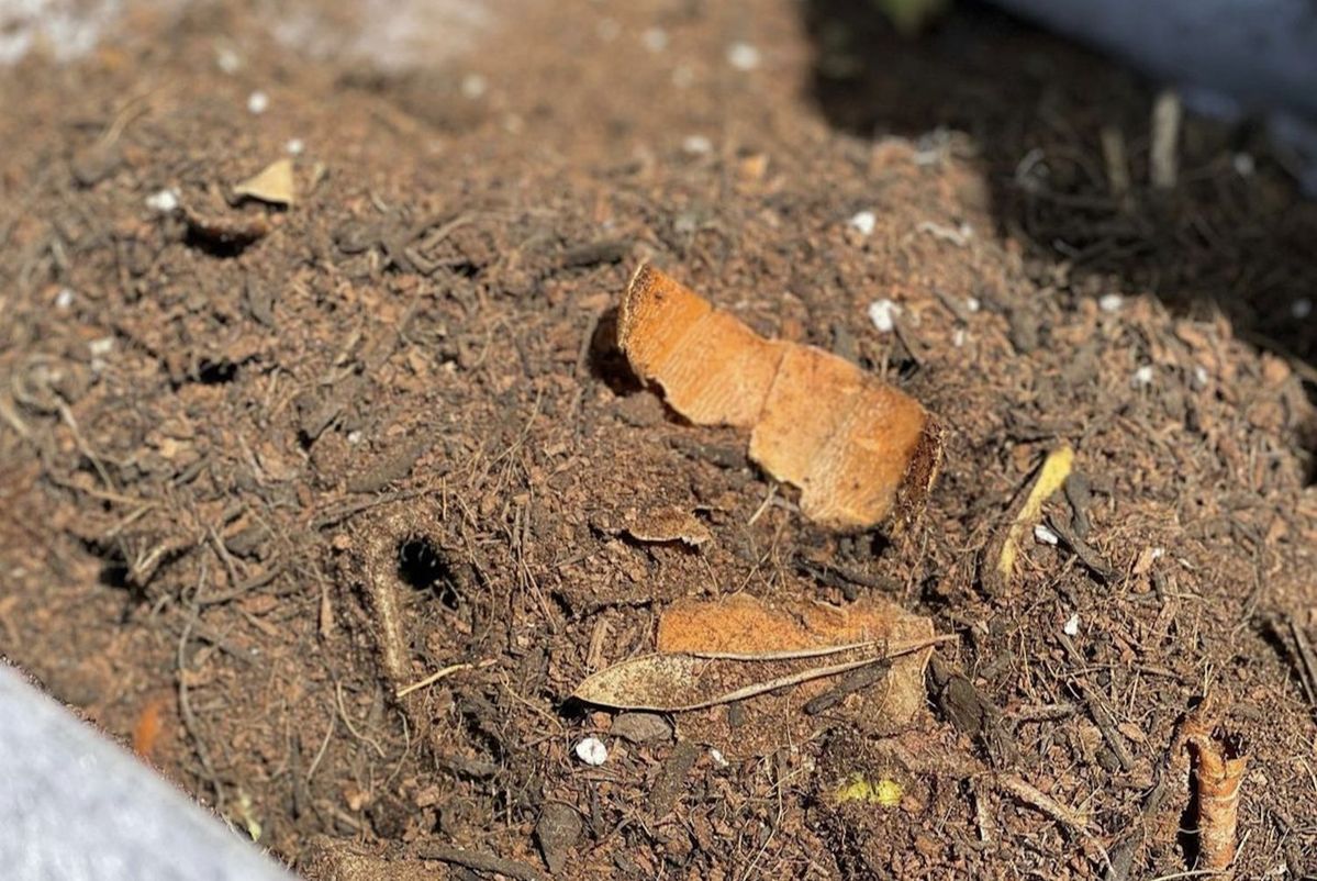 コンポストの様子