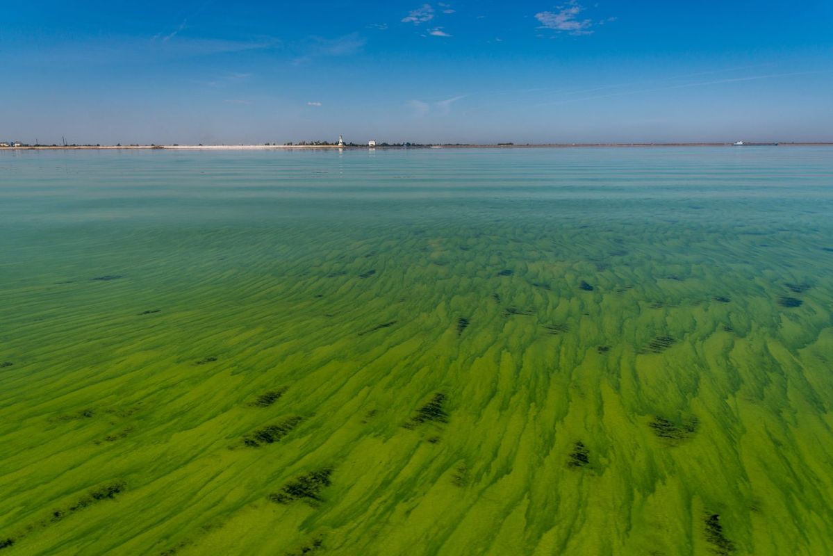 湖に繁殖した藻
